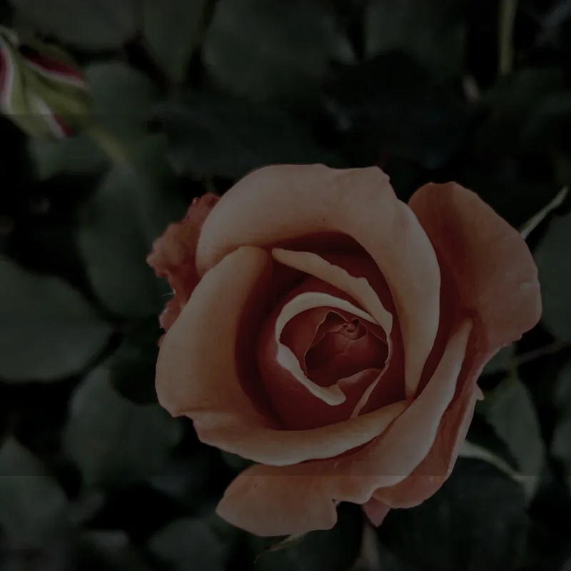 Furiosa — R&B